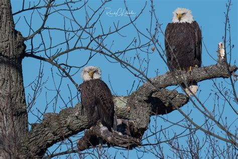 new jersey eagles nest live